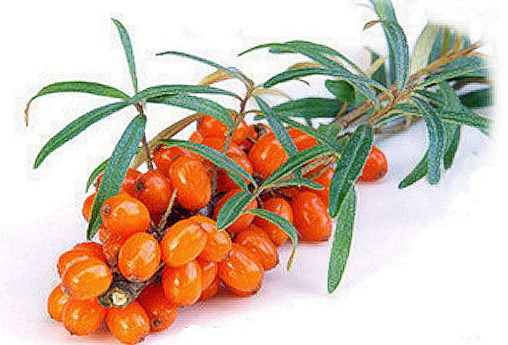 homoktovis homoktövis